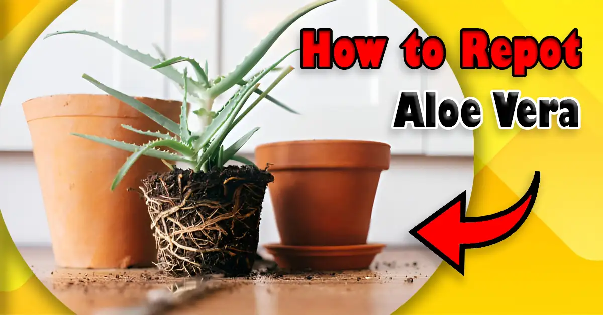 How to Repot Aloe Vera